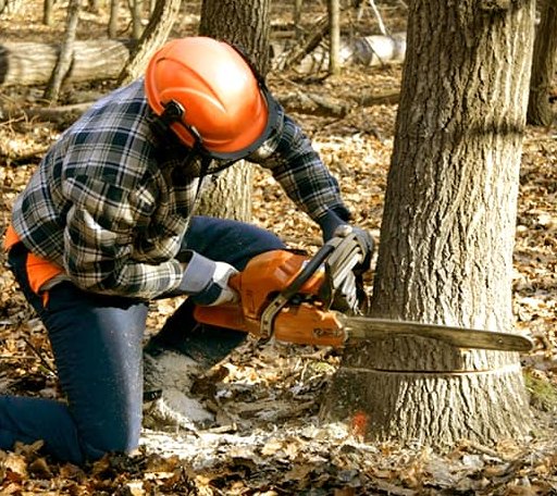 Tree Removal in Hoyleton, IL